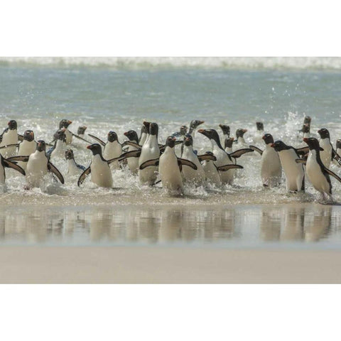 Saunders Island Rockhopper penguins returning Black Modern Wood Framed Art Print by Illg, Cathy and Gordon