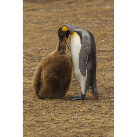 East Falkland King penguin parent feeding chick Black Modern Wood Framed Art Print by Illg, Cathy and Gordon