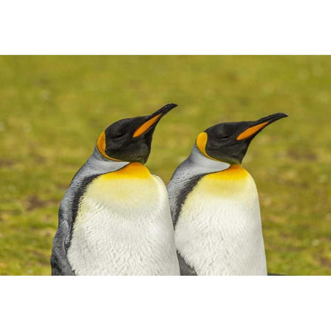 East Falkland Pair of king penguins White Modern Wood Framed Art Print by Illg, Cathy and Gordon