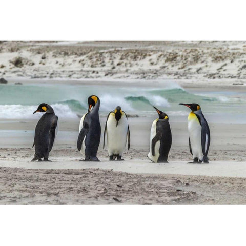 East Falkland King penguins on beach Black Modern Wood Framed Art Print by Illg, Cathy and Gordon