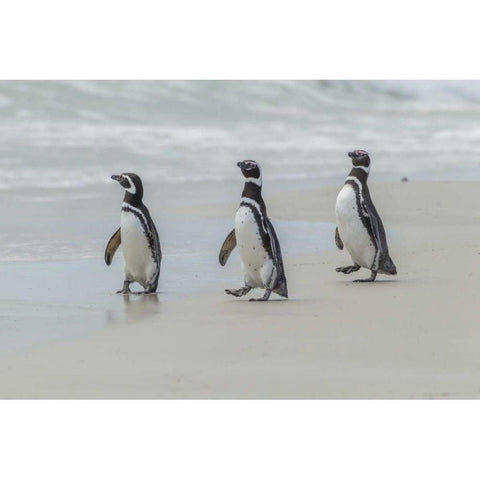 East Falkland Magellanic penguins on beach Black Modern Wood Framed Art Print by Illg, Cathy and Gordon