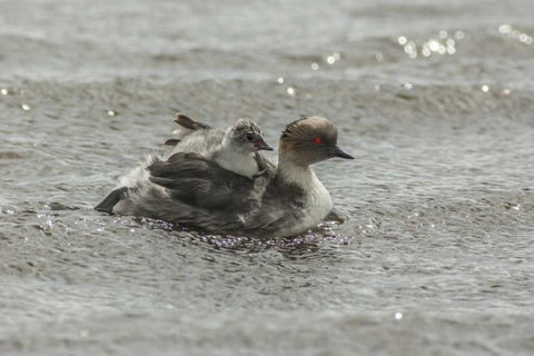 Sea Lion Island Silvery grebe with chick on back Black Ornate Wood Framed Art Print with Double Matting by Illg, Cathy and Gordon