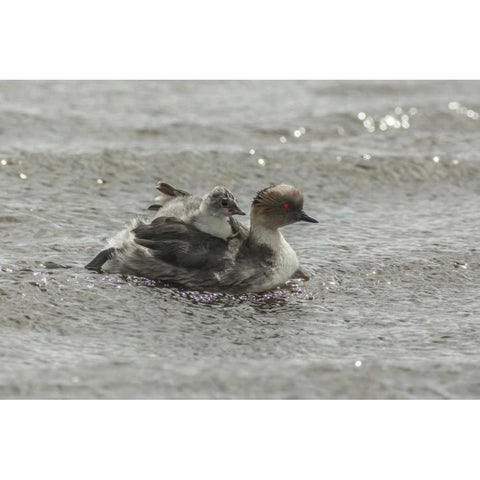 Sea Lion Island Silvery grebe with chick on back White Modern Wood Framed Art Print by Illg, Cathy and Gordon