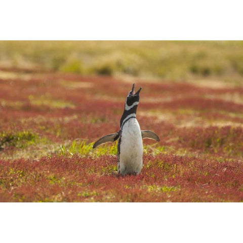 Sea Lion Island Magellanic penguin braying Black Modern Wood Framed Art Print by Illg, Cathy and Gordon