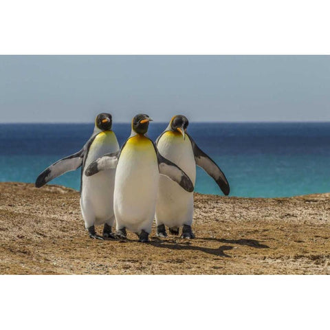 East Falkland, Volunteer Point King penguins Black Modern Wood Framed Art Print by Illg, Cathy and Gordon