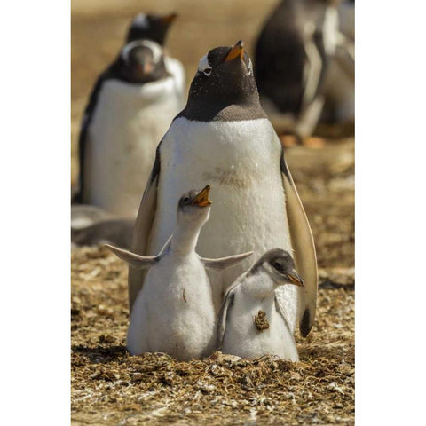 East Falkland Gentoo penguin parent and chicks Gold Ornate Wood Framed Art Print with Double Matting by Illg, Cathy and Gordon
