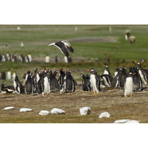 East Falkland Kelp gull over Gentoo penguins Black Modern Wood Framed Art Print by Illg, Cathy and Gordon