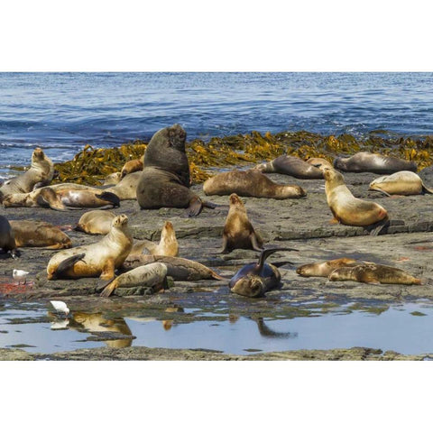Bleaker Island Southern sea lions near water Black Modern Wood Framed Art Print by Illg, Cathy and Gordon