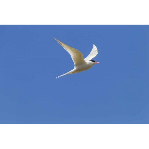 Bleaker Island South American tern in flight Black Modern Wood Framed Art Print by Illg, Cathy and Gordon