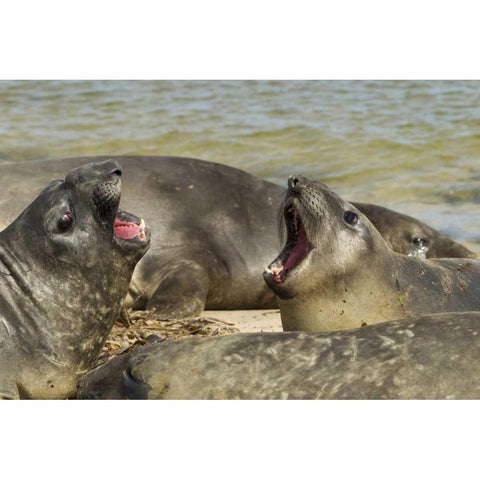 Carcass Island Southern elephant seals arguing Black Modern Wood Framed Art Print by Illg, Cathy and Gordon
