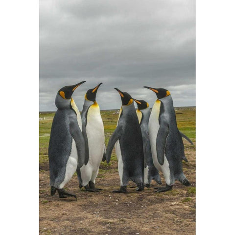 Falkland Islands, Volunteer Point King penguins White Modern Wood Framed Art Print by Illg, Cathy and Gordon