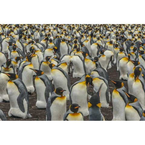 East Falkland, Volunteer Point King penguins Black Modern Wood Framed Art Print by Illg, Cathy and Gordon