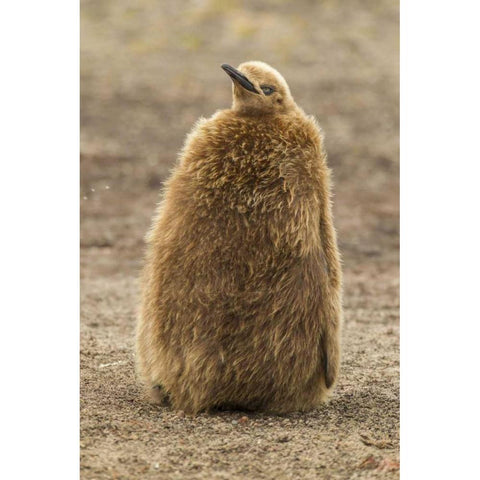 East Falkland, Saunders Isl King penguin chick Black Modern Wood Framed Art Print by Illg, Cathy and Gordon