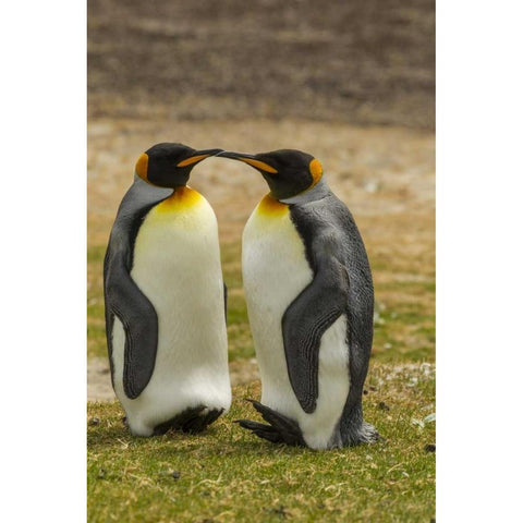 Saunders Island Pair of king penguins White Modern Wood Framed Art Print by Illg, Cathy and Gordon