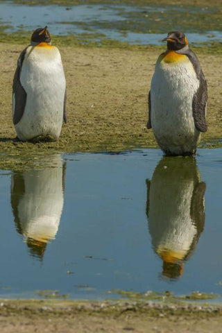 East Falkland King penguins reflecting in water Black Ornate Wood Framed Art Print with Double Matting by Illg, Cathy and Gordon