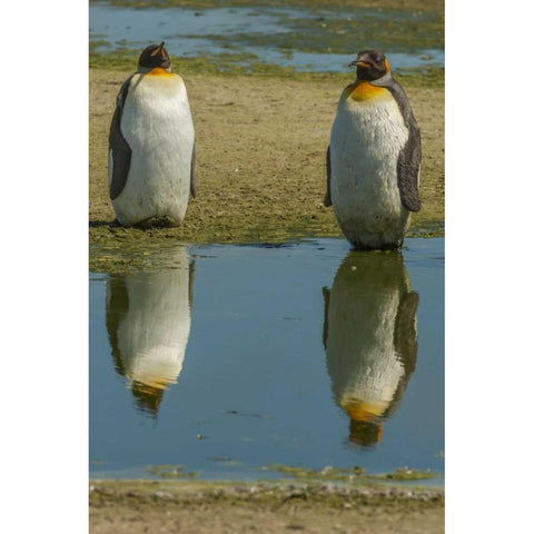 East Falkland King penguins reflecting in water Black Modern Wood Framed Art Print by Illg, Cathy and Gordon