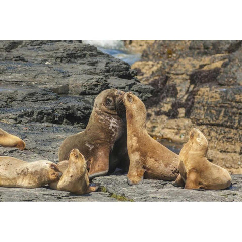 Bleaker Island Southern sea lions near water Black Modern Wood Framed Art Print by Illg, Cathy and Gordon