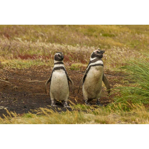 Sea Lion Island Magellanic penguins Black Modern Wood Framed Art Print with Double Matting by Illg, Cathy and Gordon