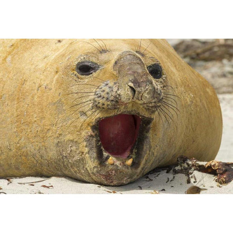 Sea Lion Island Southern elephant seal Black Modern Wood Framed Art Print by Illg, Cathy and Gordon