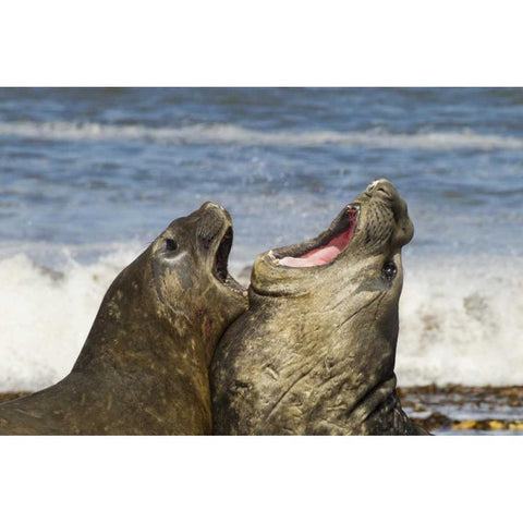 Sea Lion Island Southern elephant seals fighting Black Modern Wood Framed Art Print by Illg, Cathy and Gordon