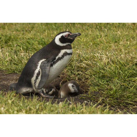 Sea Lion Island Magellanic penguin and chicks Black Modern Wood Framed Art Print with Double Matting by Illg, Cathy and Gordon