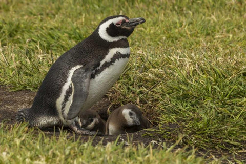 Sea Lion Island Magellanic penguin and chicks White Modern Wood Framed Art Print with Double Matting by Illg, Cathy and Gordon