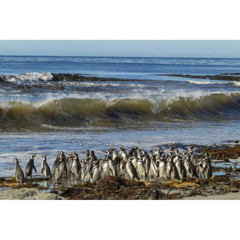 Sea Lion Island Magellanic penguins and surf Black Modern Wood Framed Art Print by Illg, Cathy and Gordon