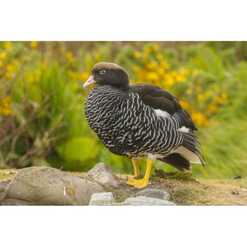 Falkland Islands, Carcass Island Kelp goose White Modern Wood Framed Art Print by Illg, Cathy and Gordon