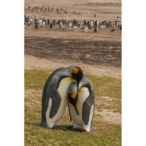 Saunders Isl Gentoo penguins and king penguins Black Modern Wood Framed Art Print by Illg, Cathy and Gordon