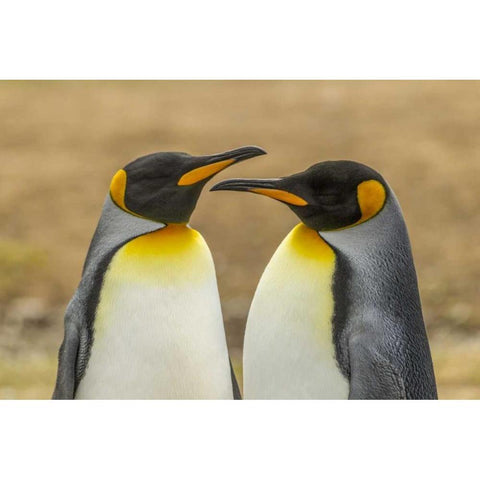 East Falkland Pair of king penguins Black Modern Wood Framed Art Print with Double Matting by Illg, Cathy and Gordon