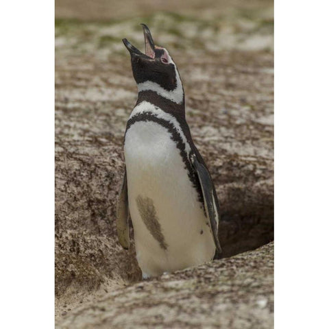 East Falkland Magellanic penguin braying White Modern Wood Framed Art Print by Illg, Cathy and Gordon