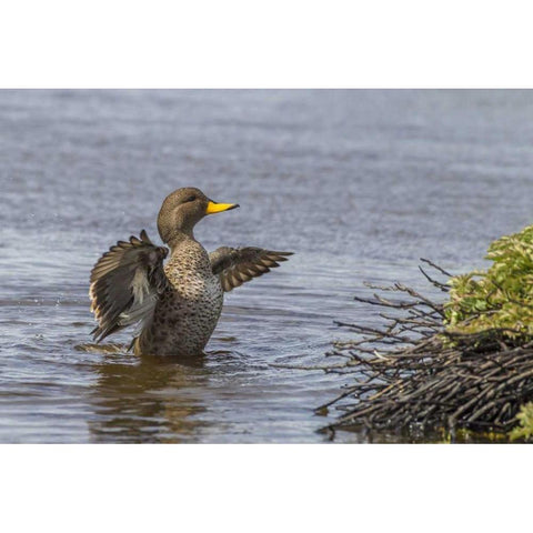 Sea Lion Island Speckled teal duck in water Black Modern Wood Framed Art Print by Illg, Cathy and Gordon