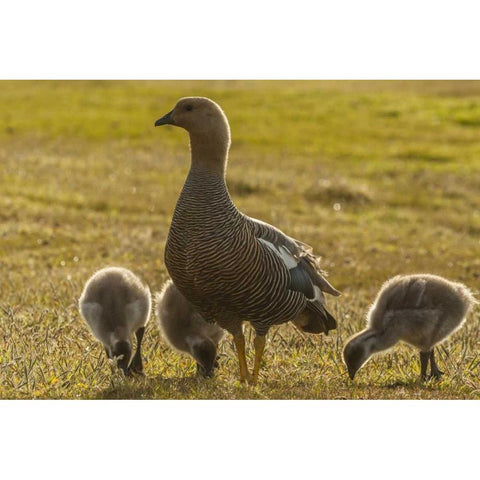 Bleaker Island Upland goose with goslings Black Modern Wood Framed Art Print by Illg, Cathy and Gordon