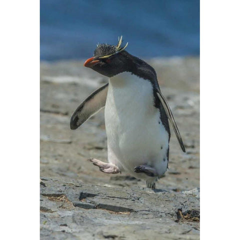 Bleaker Island Rockhopper penguin hopping Black Modern Wood Framed Art Print by Illg, Cathy and Gordon