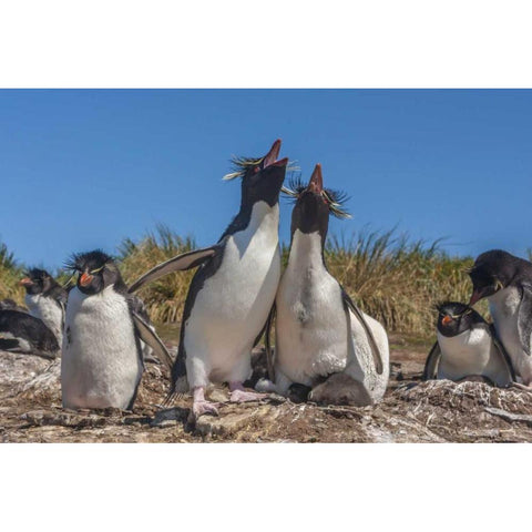 Bleaker Island Rockhopper penguins sing duet Black Modern Wood Framed Art Print by Illg, Cathy and Gordon