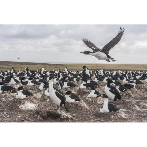 Bleaker Island Imperial shag nesting colony Gold Ornate Wood Framed Art Print with Double Matting by Illg, Cathy and Gordon
