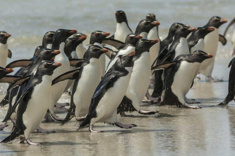 Saunders Island Rockhopper penguins returning White Modern Wood Framed Art Print with Double Matting by Illg, Cathy and Gordon
