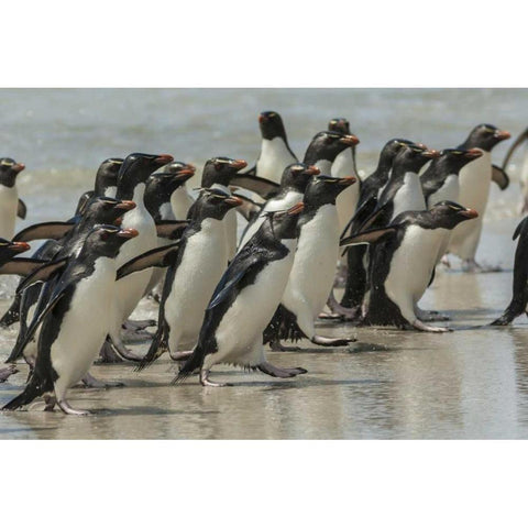 Saunders Island Rockhopper penguins returning Black Modern Wood Framed Art Print by Illg, Cathy and Gordon
