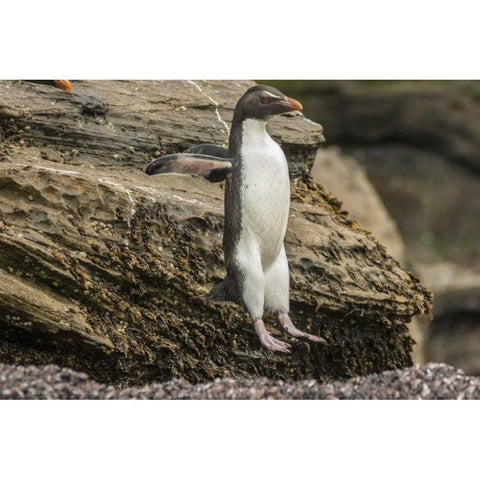 Saunders Island Rockhopper penguin hopping Black Modern Wood Framed Art Print by Illg, Cathy and Gordon