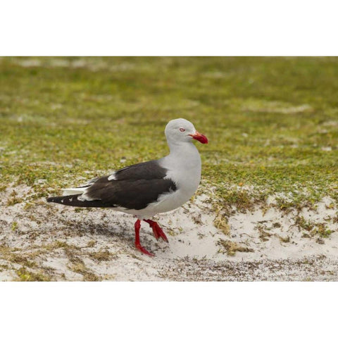 East Falkland, Volunteer Point Dolphin gull Black Modern Wood Framed Art Print by Illg, Cathy and Gordon