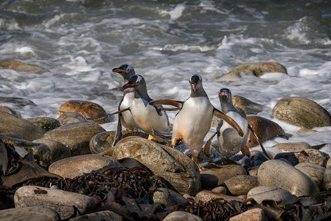 Falkland Islands-Grave Cove Gentoo penguins returning from ocean  Black Ornate Wood Framed Art Print with Double Matting by Jaynes Gallery