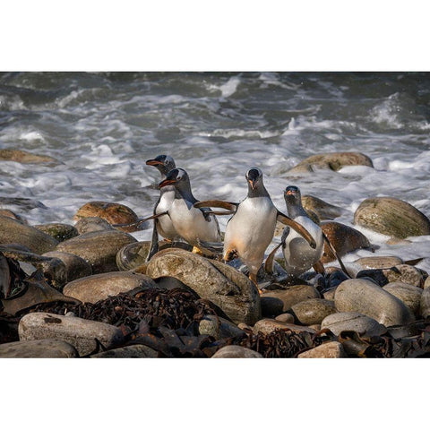 Falkland Islands-Grave Cove Gentoo penguins returning from ocean  Black Modern Wood Framed Art Print by Jaynes Gallery