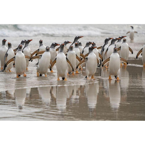 Falkland Islands-Grave Cove Gentoo penguins emerging from ocean  Black Modern Wood Framed Art Print with Double Matting by Jaynes Gallery