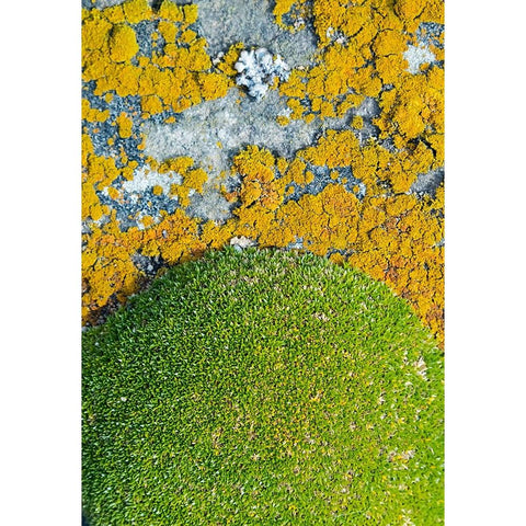 Moss and lichen-Saunders Island-Falkland Islands Gold Ornate Wood Framed Art Print with Double Matting by Su, Keren