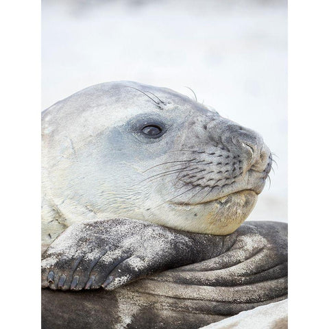 Southern elephant seal male-after harem and breeding season on the Falkland Islands White Modern Wood Framed Art Print by Zwick, Martin