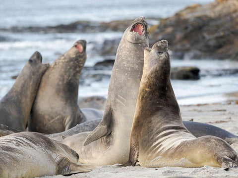 Southern elephant seal after harem and breeding season Young bulls fighting  Black Ornate Wood Framed Art Print with Double Matting by Zwick, Martin