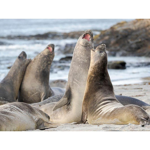 Southern elephant seal after harem and breeding season Young bulls fighting  White Modern Wood Framed Art Print by Zwick, Martin