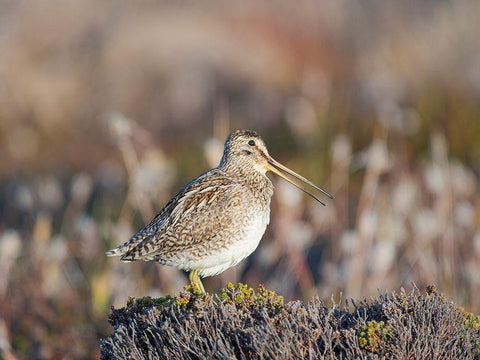 Magellan Snipe taxonomy under dispute-sometimes also called Paraguayan Snipe Falkland Islands White Modern Wood Framed Art Print with Double Matting by Zwick, Martin