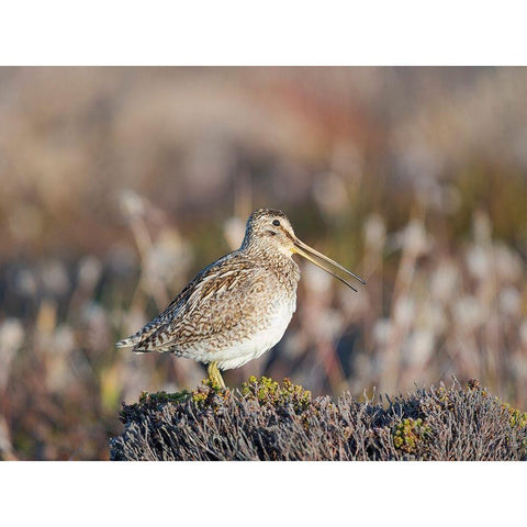 Magellan Snipe taxonomy under dispute-sometimes also called Paraguayan Snipe Falkland Islands Black Modern Wood Framed Art Print by Zwick, Martin
