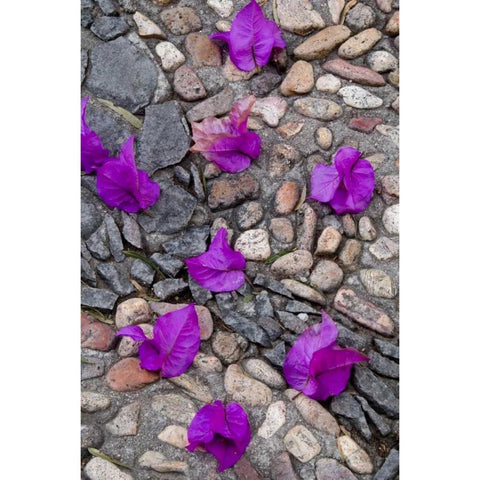 Mexico, Bougainvillea petals on cobblestones Black Modern Wood Framed Art Print by Rotenberg, Nancy